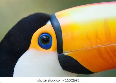 3,687 Toucan Eye Images, Stock Photos & Vectors | Shutterstock