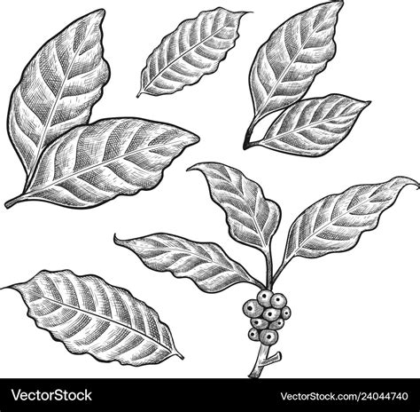 Coffee leaf Royalty Free Vector Image - VectorStock