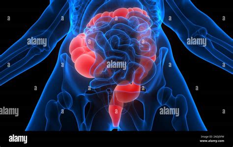 Gros intestin une partie de l anatomie du système digestif humain X ray