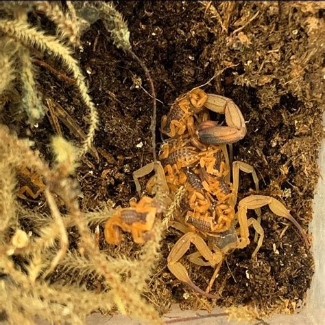 Tityus serrulatus (Brazilian Yellow Scorpion) — Arachnid Rarities