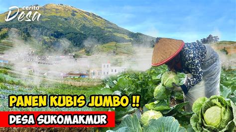 KUBIS JUMBO PETANI PANEN KUBIS DI GUNUNG SUMBING SUKOMAKMUR