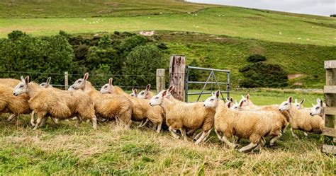 Cheviot Sheep Breed Information History And Facts