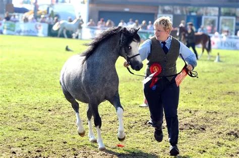 Royal Welsh Show More Than 70000 Watch The Welsh Cobs Compete For The