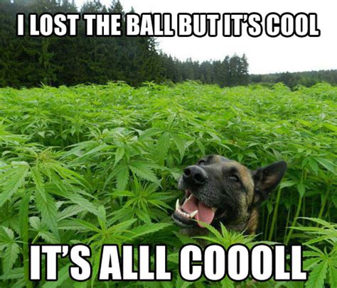 Funny Weed Memes