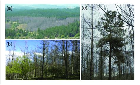 Some Illustrative Views Of The Defoliation Caused By The Gypsy Moth Download Scientific