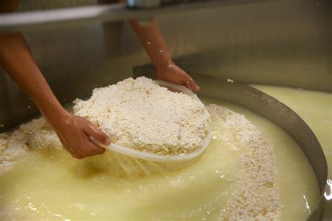 Come Fare Il Formaggio Fatto In Casa Due Ricette Semplici E Deliziose