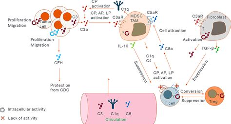 Frontiers Inside Out Of Complement In Cancer