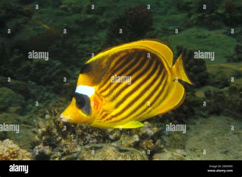 Chaetodon Fasciatus Diagonal Butterflyfish Tabak Falterfisch Utopia