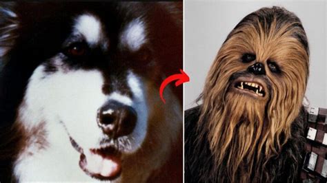 Galactic Tails: How an Ordinary Dog Inspired Star Wars' Most Popular ...