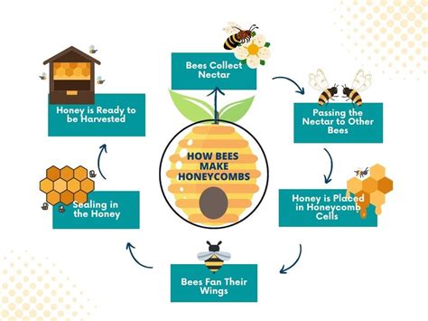 How Do Bees Make Honeycomb Step By Step With Diagram 🐝 Actionable