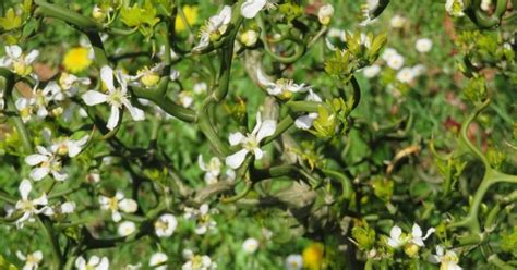 Dans Le Jardin De La Vall E Poncirus Trifoliata