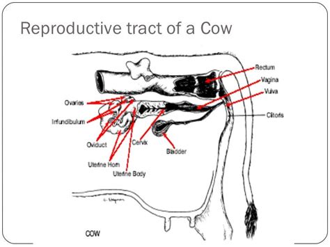 Cow Reproductive System Diagram Ppt Male Reproductive Anatom