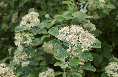 Arbres Fleurs Blanches Vari T S Pour Votre Jardin