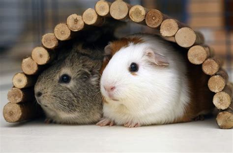 How To Introduce Two Guinea Pigs To Each Other 11 Steps