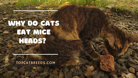 Why Do Cats Eat Mice Heads Reveal The Mystery Top Cat Breeds