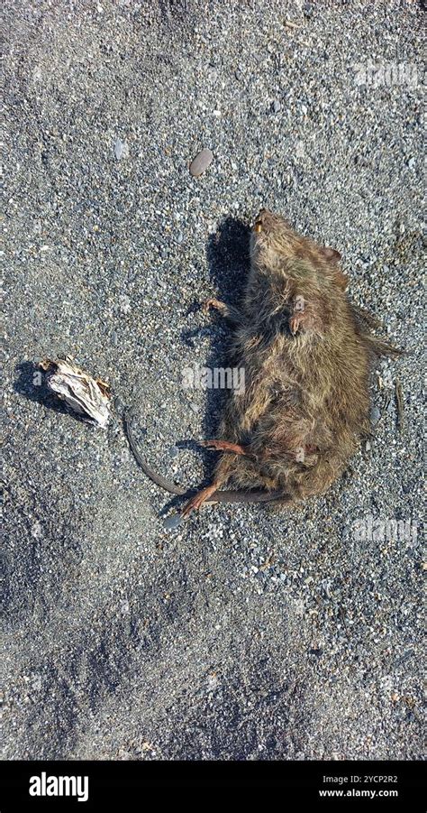 Greater Bandicoot Rat Bandicota Indica Mammalia Stock Photo Alamy