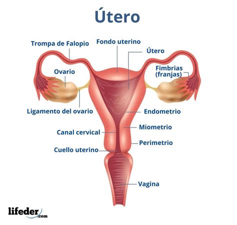 Fecundaci N Humana Qu Es C Mo Ocurre Proceso