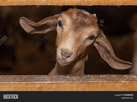 Funny Face Small Goat Image And Photo Free Trial Bigstock