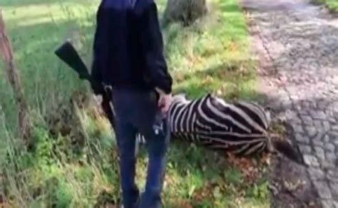 Zebra Fugge Dal Circo E Viene Abbattuta Un Assassinio