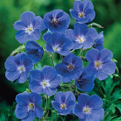 Buy Geranium Johnson Blue Hr Online Big Discount Brecks