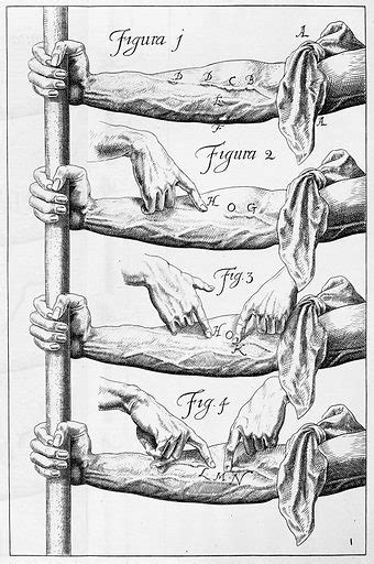 William Harvey, experiments on the valves free public domain image ...