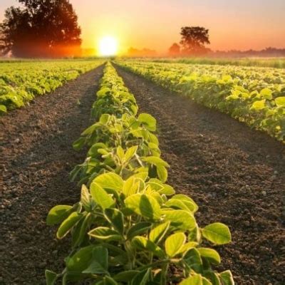 CNA Agronegócio exporta 19 7 mais em 2021 recorde de US 120 6 bi