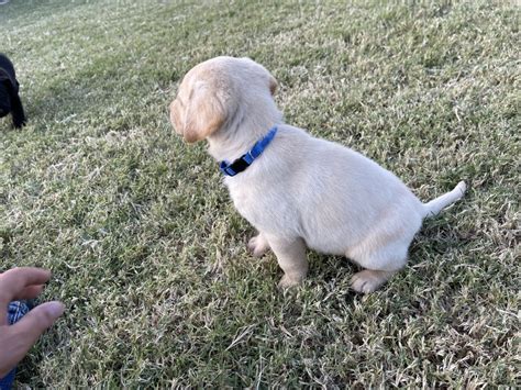 Akc Hunting Labrador Puppies Classified Ads