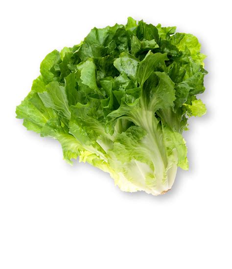 Escarole What Is Escarole Information Nutrition Pictures