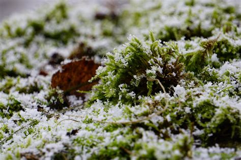 苔藓 雪 冬天 Pixabay上的免费照片 Pixabay