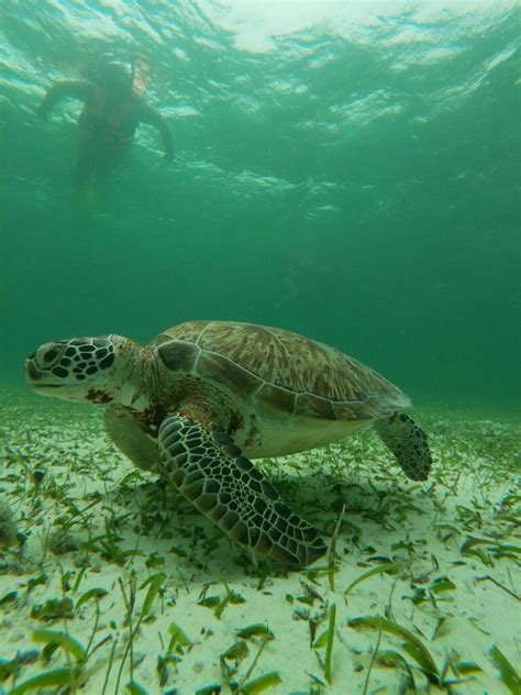 Costa Maya Snorkeling Tour – Nohoch Kay Tours