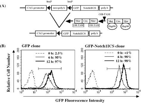 Cre Loxp Mediated Inducible Expression Of Gfp And Gfp Notch1ics A A