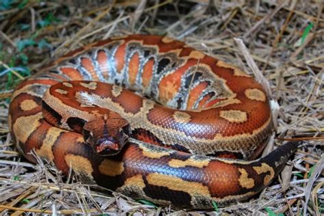 Blood Python Vs Ball Python 5 Differences