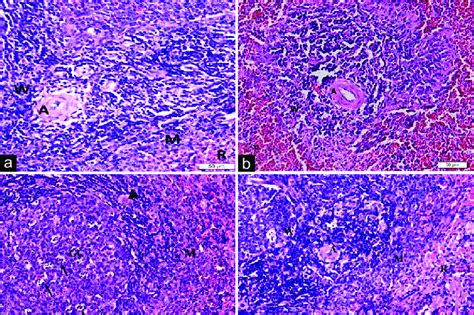 Photomicrographs Of The Rat Spleen A A Control One Showing The