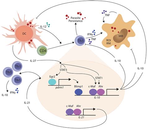 Frontiers The Regulation Of Cd T Cell Responses During Protozoan