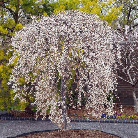 How To Care For A Snow Fountain Weeping Cherry Tree at Harrison