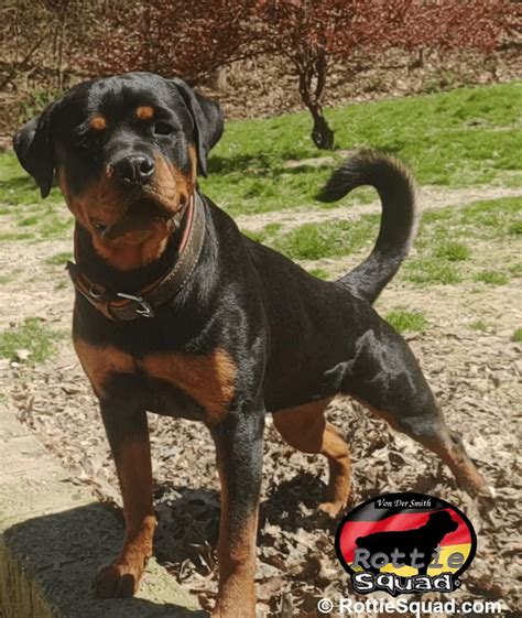 Vera Von Der Smith Rottie Squad Kennel