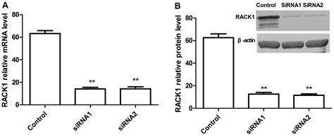 Silencing The Receptor Of Activated C Kinase Rack Suppresses