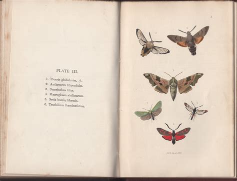 British Butterflies And Moths An Introduction To The Study Of Our