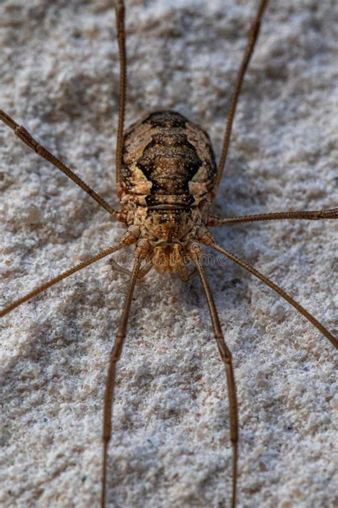 Close-up of a Large Weaver`s Spider Sitting on a White Exterior Wall of a House Stock Image ...