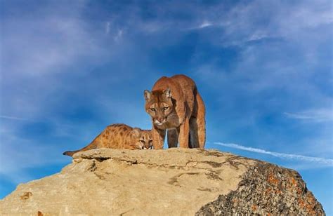 10 Interesting Facts About Pumas - A-Z Animals