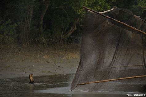 Sundarbans La Plus Grande Mangrove Du Monde Golfe Du Bengale Xavier