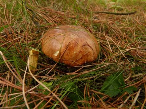 Maślak zwyczajny Suillus luteus Grzyb dnia NaGrzyby pl