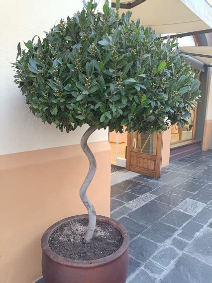 Laurel ComÚn Laurus Nobilis El Simbolo De La Victoria Plantameloencasa