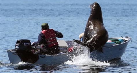 Video Viral El Momento En Que Un Le N Marino Se Sube Al Bote De Una