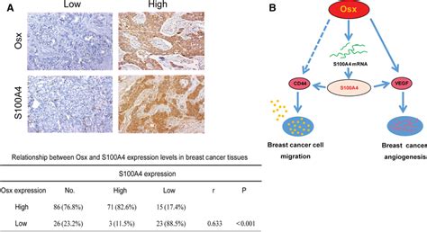 Correlations Between Osterix Osx And S A Expression Levels In