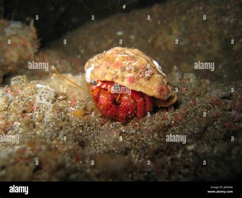 Shell Underwater Dive Cancer Azores Salt Water Sea Ocean Water Salt