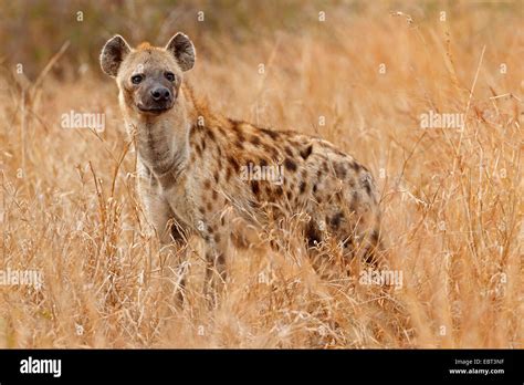 L Hyène tachetée Crocuta crocuta debout dans la savane sèche