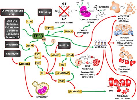 Wild Type And Gain Of Function Mutant Tp Can Regulate The Sensitivity