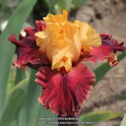 Tall Bearded Iris Iris Hot Secret In The Irises Database Garden Org