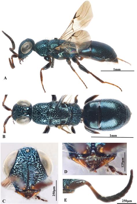 Anachrysis Arabica Van Loon Soliman Sp Nov Paratype From Saudi